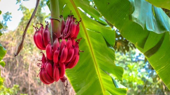 Red banana in australia facts in hindi